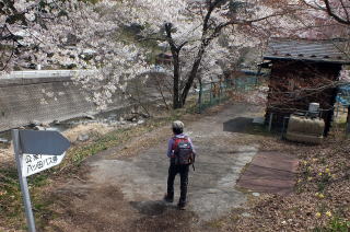 満開の桜を見ながらＰＳに戻ります