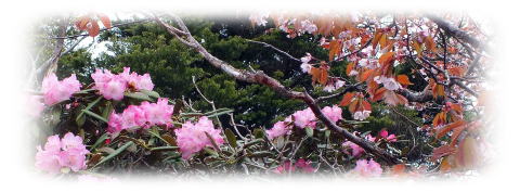 笠取山山頂の石楠花とミネザクラ