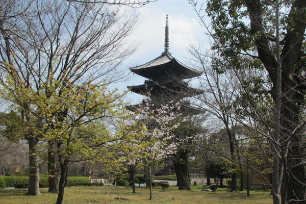 五重塔のてっぺん。55ｍで、木造の塔では日本最大だそう